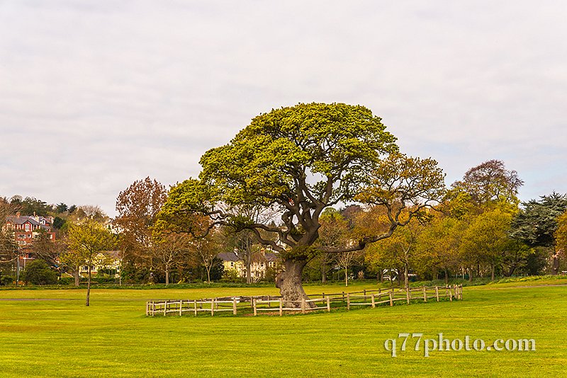 A huge and sprawling tree in the very center of a city park surr