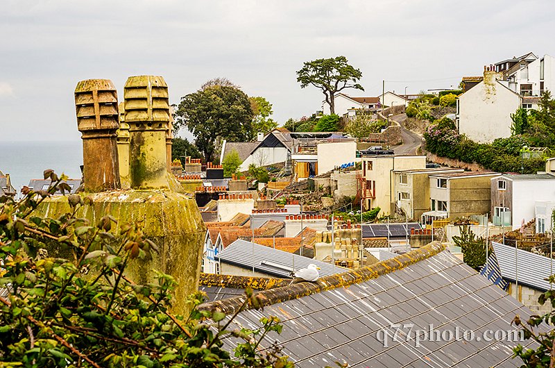 Bird on the chimney and roofs of buildings covered with green mo