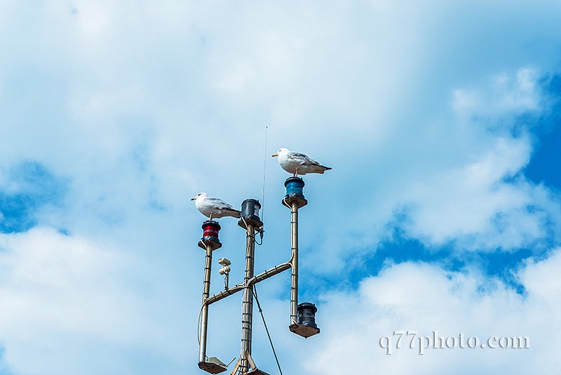 Two seagulls on the mast of the ship, in the coastal town, wild 